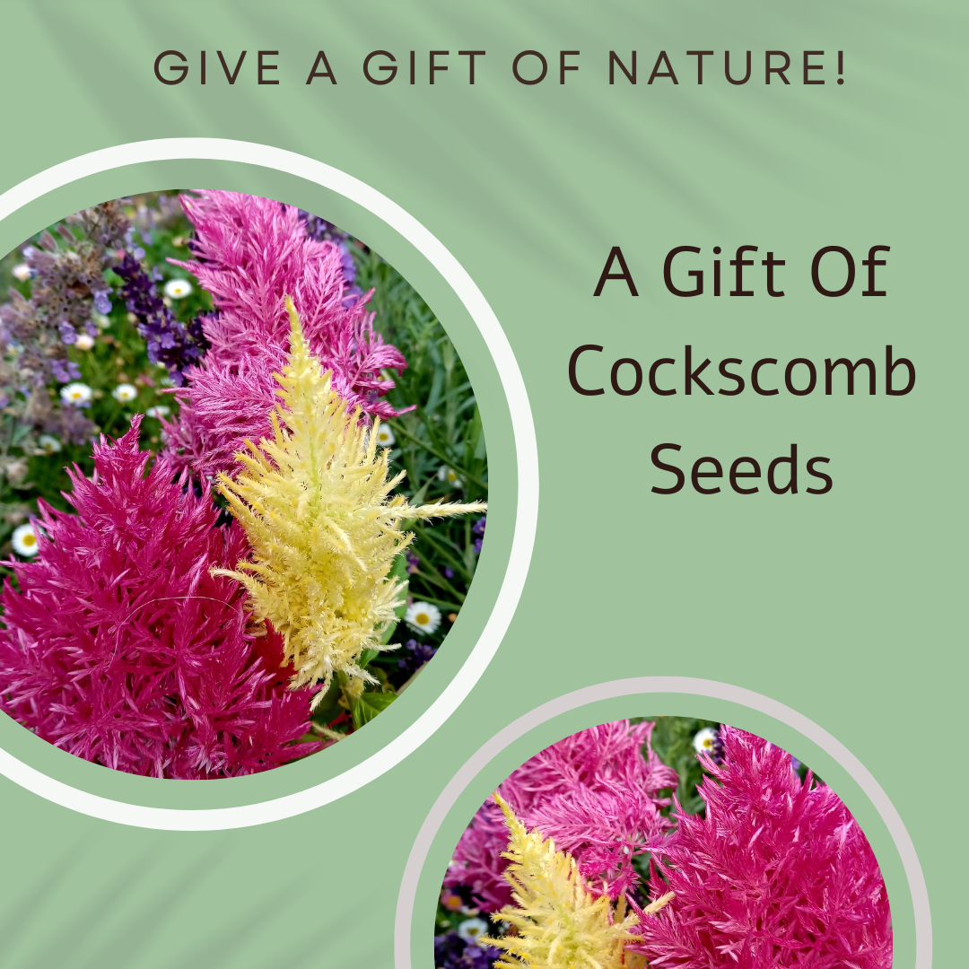 Naughty Nature Seed Card - Seeds with Love