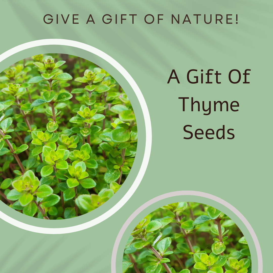 Buzzer The Bee Seed Card - Seeds with Love