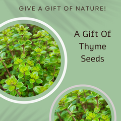 Buzzer The Bee Seed Card - Seeds with Love