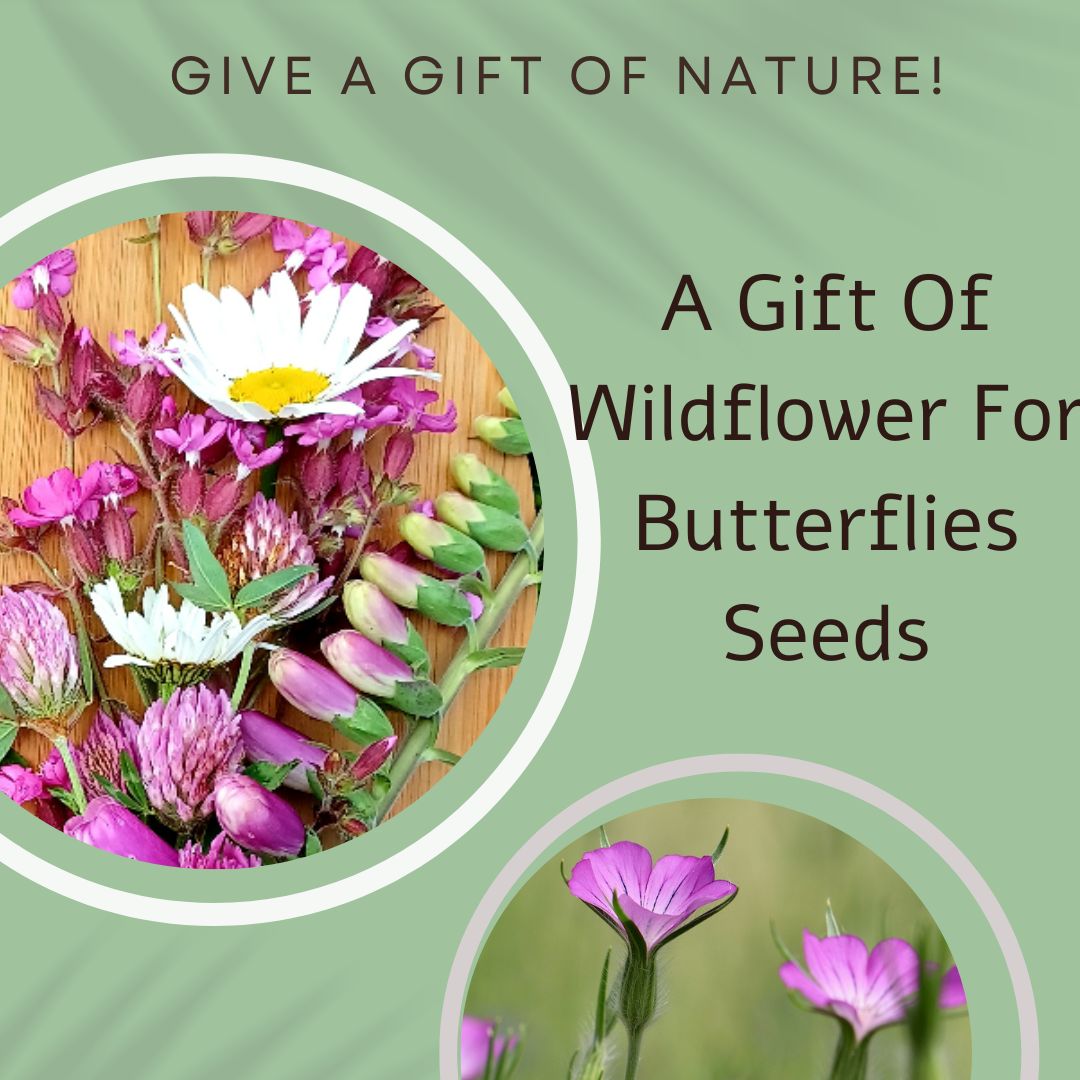 Wildflowers For Butterflies Seed Card - Seeds with Love