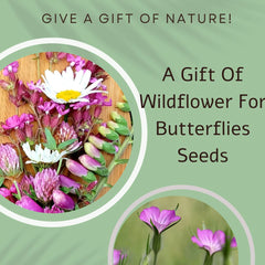 Wildflowers For Butterflies Seed Card - Seeds with Love