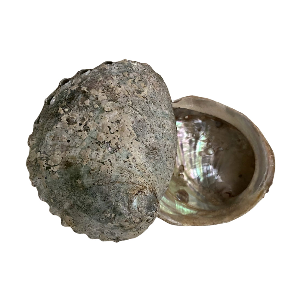 Abalone Shell 10cm