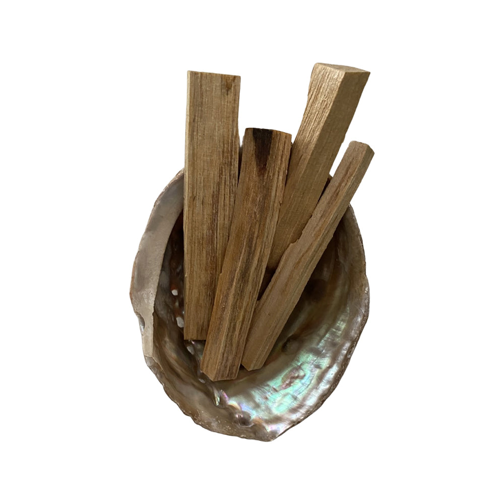 Abalone Shell 10cm