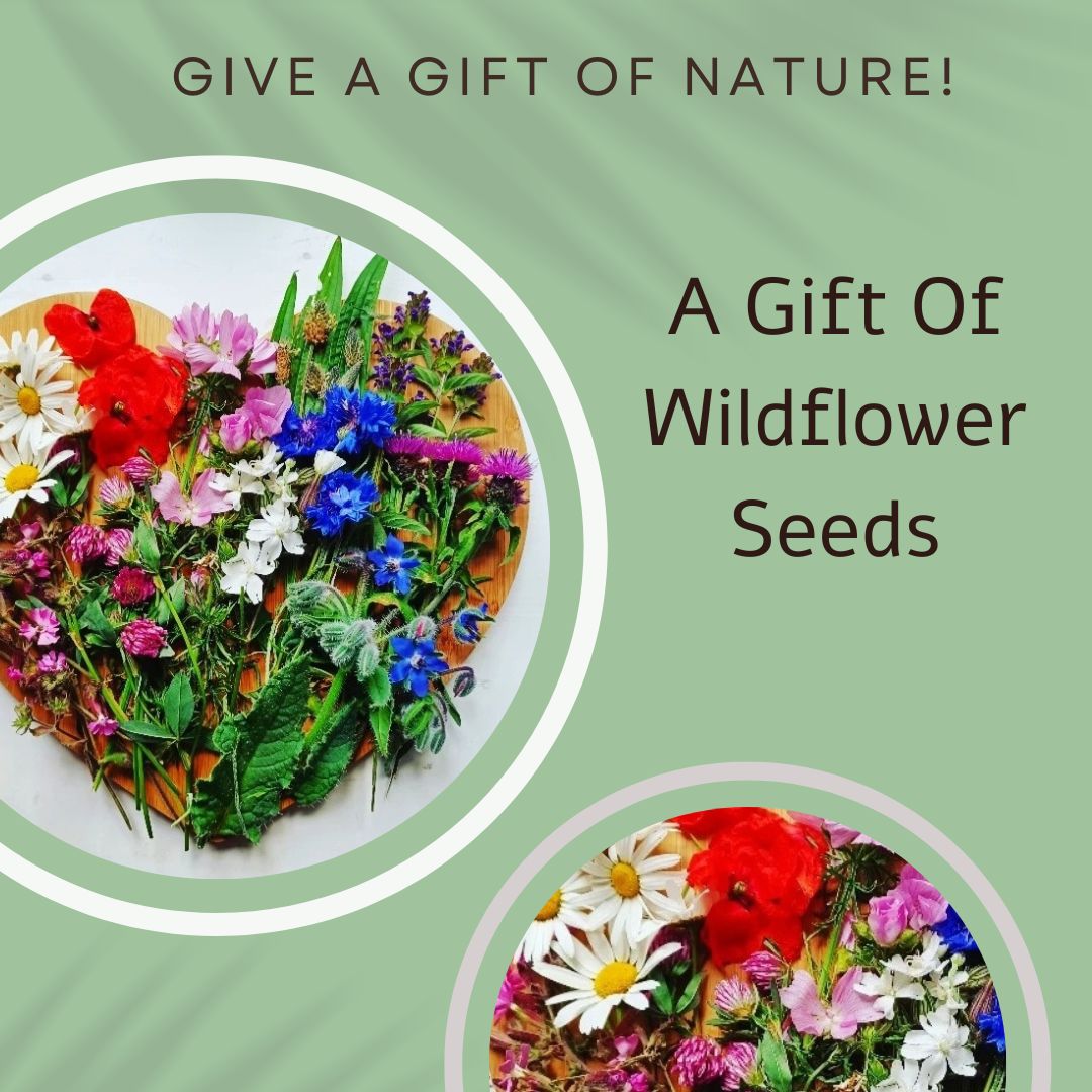 Wildflowers Seed Card - Seeds with Love