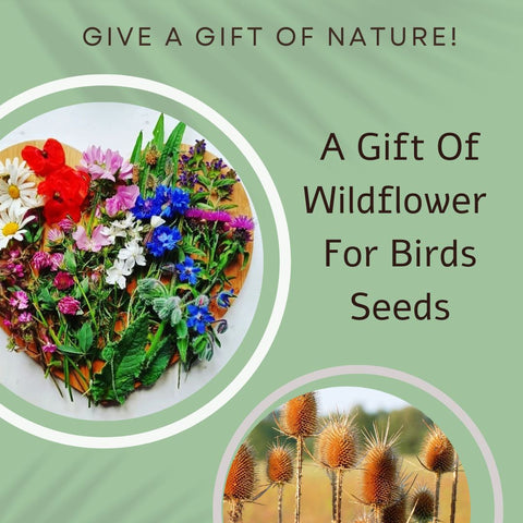 Wildflowers For Birds Seed Card - Seeds with Love