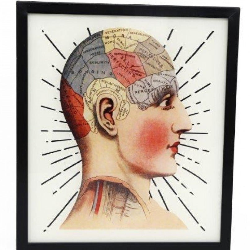 Phrenology Light Box Plug In [Last Available]