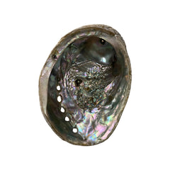 Abalone Shell 10cm